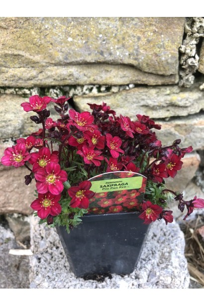 Ломикамінь Піксі Пан Ред контейнер Р9